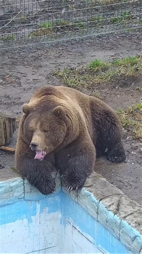 у Мансура снежок🐻#mansurbear #авиамедведь