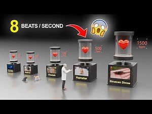 Animal Heartbeats Comparison ❤️ | 3D Comparison