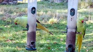 VIDÉO - Les perruches à collier s'installent dans le Nord - ICI