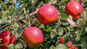 【実は日本が世界一】1個1.849kg！最も重いリンゴのギネス記録は青森