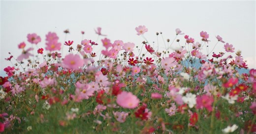 Cosmos au jardin : l’erreur de semis qui retarde toute la floraison