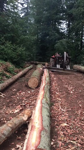 Tree Cutting Process with Red Tractor in Forest