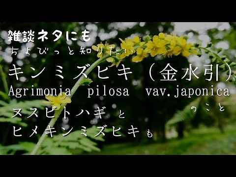 植物紹介109番【キンミズヒキ】金水引/Arimonia pilosa var. japonica/花言葉/くっつき虫/ヌスビトハギ/ヒメキンミズヒキ