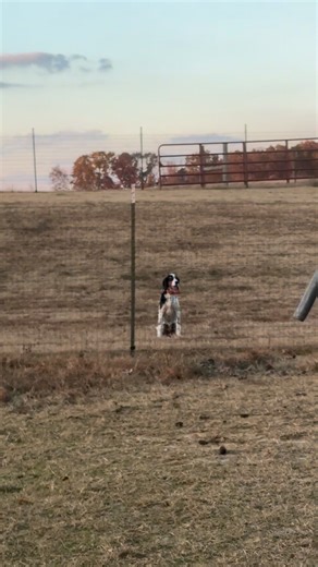 Never know who is watching #englishsetter #roundpenwork | Cocklebur Farms