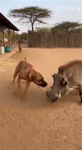 Rhodesian Ridgeback Destroys Warthog Attacking Child 🐕🐗💥