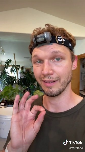 Spider mites can be hard to see. How do you know what to look for? Here is your guide on how to identify spider mitesmon your plants. #spidermites #plantpests #planttips #pesticide #planttiktok