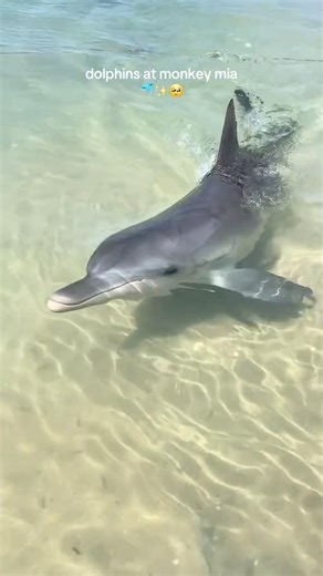 Beautiful baby dolphin 🐬