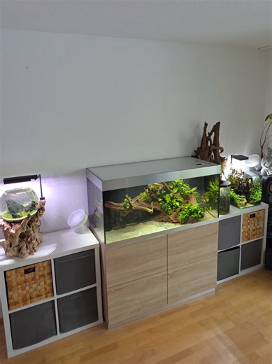 Deep Cleaning a Discus Aquarium: Maintenance Tips