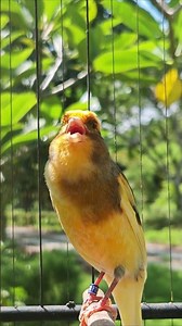 Best Song to Teach Young Canaries! #canary #canarysinging #canarysingingtraining #bird #birds
