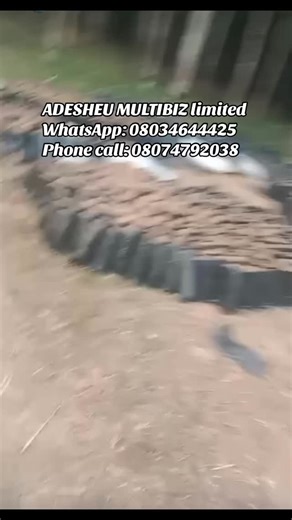 Haruna Sakirat Gbolahan on Instagram: "Good day everyone I’m Shakirah by name, the first child of Ade Sheu Multibiz Limited. My dad’s a farmer, and he’s into rubber plantation. Today, I’m showing you something exciting, and captivating. This is the porting of shouted stumps garden. We’re in the season for it, and I wanna share how this method can boost your rubber yield. So, these shouted stumps are nurtured in polythene bags filled with special sand that gums when watered. After transplanting t