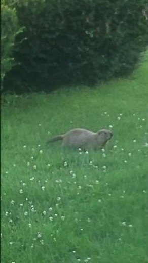 The Marina’s Secret Woodchuck” #wildlife #cute