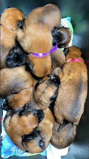 Newborn puppy sounds 🐕‍🦺👶❤️