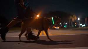 Watch Ninja Pets LED Rechargeable Dog Collar on Amazon Live