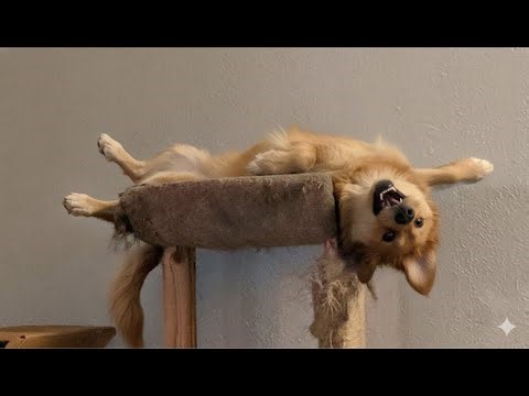 When Your Dog's Default Settings Error Out! 🤣 Funny Dog Compilation 2026