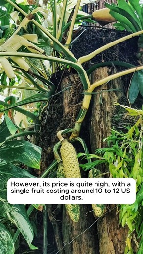 Facts of Monstera deliciosa fruit #urbangardening #gardeningistherapy #gardeninggoals #homegardening #gardeninspiration | Garden Ideas