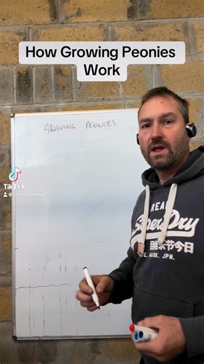 How growing Peonies works | Petite Peonys