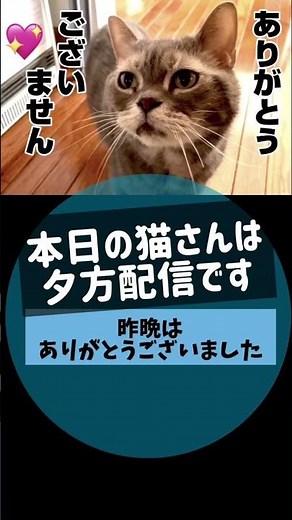 本日のアルメーター#thealfee 今日の猫さんは夕方になります