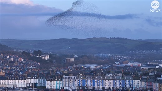 A drone photographer in Wales captured this stunning sight: a starling murmuration over the picturesque seaside town of Aberystwyth as thousands of the birds came together in a mesmerizing moment. https://abcnews.visitlink.me/8N38JP | ABC News