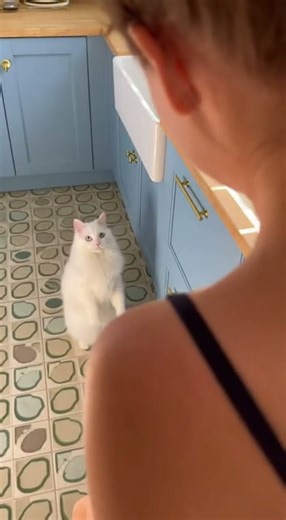 Cat Wants to Show Off His Front Flip || Epic Jump Stuns Everyone #cats #pets #funny