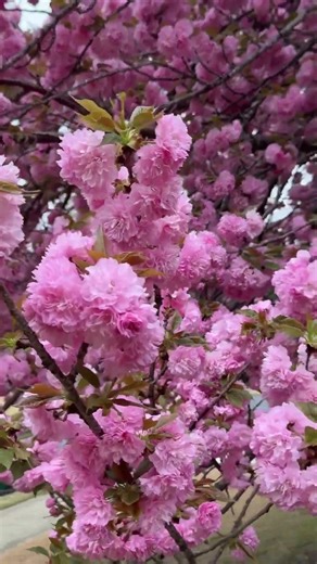 April 7, 2026 Breathtaking Cherry Blooming in Spring - Magic Kwanzan flowering cherry trees