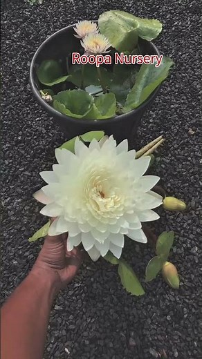 Tips on how you can grow these beautiful aquatic plants at home! #WhiteLotus #AquaticPlants