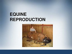 EQUINE REPRODUCTION - SlideServe
