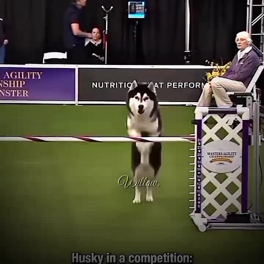 Border Collie vs Husky: Dog Agility Competition Edits