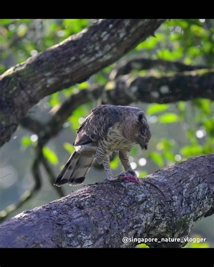 Wallace’s Hawk-Eagle at Rainforest Discovery Centre (Sepilok) in Malaysia