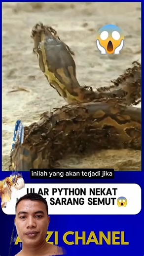 ular pyton vs semut #shorts