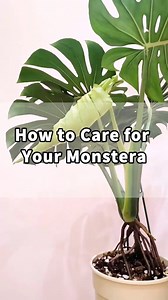 1.8K views · 18 reactions | How to Care for Your Monstera  ☀️ Light...