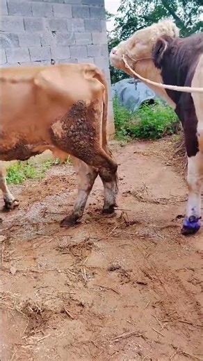 Daily life diary of a rural cattle farmer #67
