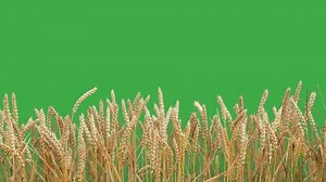 Wheat ears on green screen