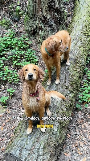 How do dogs bark in different languages? In Finnish they say hau hau🐶 I tried to decipher what Aura is saying here and bow wow sounded close enough 😂 #dogsaroundtheworld #woofwoof #barkbark #hauhau #goldenretriever | It's Atlas the Golden