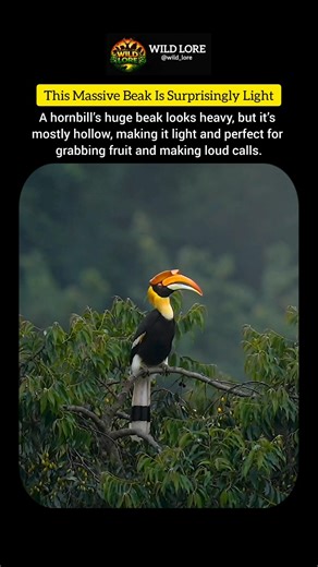 This Massive Beak Is Surprisingly Light #shorts #hornbill
