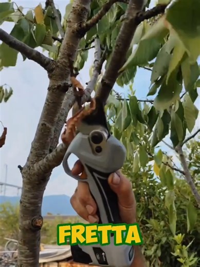 SE POTI IL CILIEGIO NEL MESE SBAGLIATO… LUI TE LA FA PAGARE! 🍒 Mosè lo sa: la potatura estiva, ad agosto, aiuta la pianta a cicatrizzare più in fretta e riduce il rischio di malattie. 🌿 In più elimini rami in eccesso, migliori luce e aria e prepari la pianta a dare più frutti l’anno prossimo. 🚫 Evita tagli drastici in inverno e con il gelo: rischi solo di danneggiarla. Segui il consiglio di Mosè e vedrai i tuoi ciliegi rifiorire alla grande! 😉🌳 📌 E se non vuoi “potare” anche i tuoi risulta