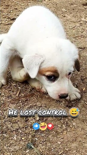 This Puppy Can’t Stop Scratching 😂