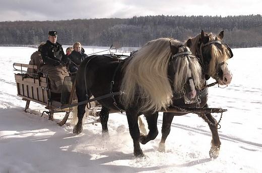 What's A Black Forest Draft Horse: Breed Facts And Colors