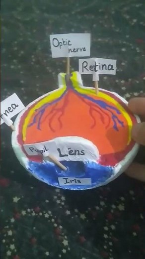 Human eye model #science project #amazing