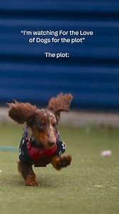 25K views · 105 reactions | Dogs. That's it. That's the post. #ForTheLoveOfDogs #ITV | ITV | Facebook