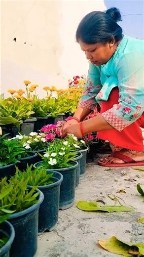 Teri mitti main mil Java#love#punjabisong#song#flower#trending#popularsong#plants #ytshorts #garden