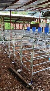 WELD PH GESTATION PEN with gallon ❤❤ | WELD PH piggery equipment