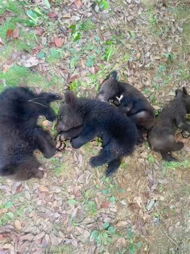 武漢よんこいちのバブクマちゃんたち、いっぱい遊んでぐっすりお昼寝なのだ！ヒグマっ子とツキノワグマっ子の体格の差が、はっきりしてきたのだ！2026/6/9#武汉野生动物王国#ウスリーヒグマ 兄の #武安安(嘉豪)、 妹の #武元元(子涵)#ツキノワグマ 兄の #武康康 、妹の #武糯糯2026年生まれ組