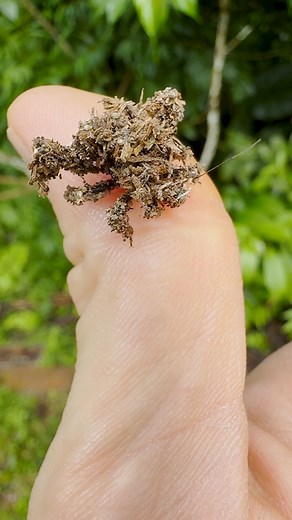 National Geographic on Instagram: "Video by @javier_aznar_photography | A master of camouflage, this assassin bug nymph uses a sticky secretion to cover its body with debris and disguise itself while hunting prey."