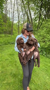 Chocolate Lab Puppy Moments: Melissa McCarthy Quote Perfectly Summed