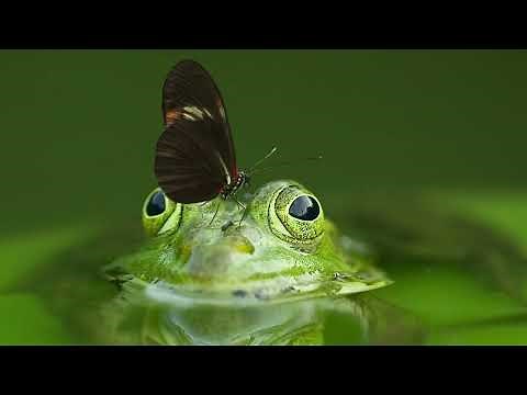 Frog Ribbit Sounds | 1 Hour