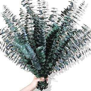 30Pcs Dried Eucalyptus Stems, 17" Real Preserved Eucalyptus Plant for Shower, Fresh Natural Branches for Vase, Eucalyptus Bundle for Home Decor, Wedding, Baby Shower, Bathroom