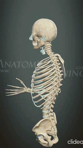 Elbow joint flexion extension #elbowflexionextension #elbowflexionextension #anatomy #viral #shorts