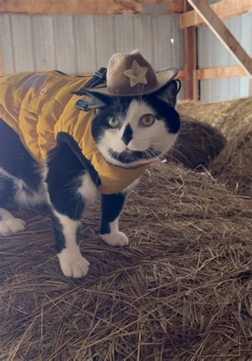 Jack Spicer & Monty: Kitty Cat Cowboy Adventures