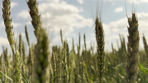 wheat farm economics, rural agricultural education, wheat farm sustainability, wheat crop protection, wheat agriculture field, farming business models, agricultural biodiversity conservation, farming