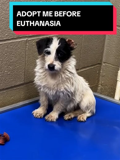 🚨URGENT-These Four Terrified Dogs Just Entered an Overcrowded Shelter — There Is Only One Way Out (addt’l footage in comments) We just received a call from one of our Georgia shelter partners about four tiny terriers who were surrendered moments ago. There are more dogs still at the home, but right now the shelter only has space for these four — and they need help immediately. The remaining dogs are still sitting outside, confused and afraid, but these four… these four are the ones we can reach